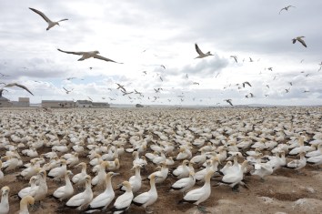 DSC_0003_2147AS-2017cape gannets