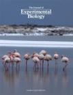 JEB Cover 2014-Flamingos