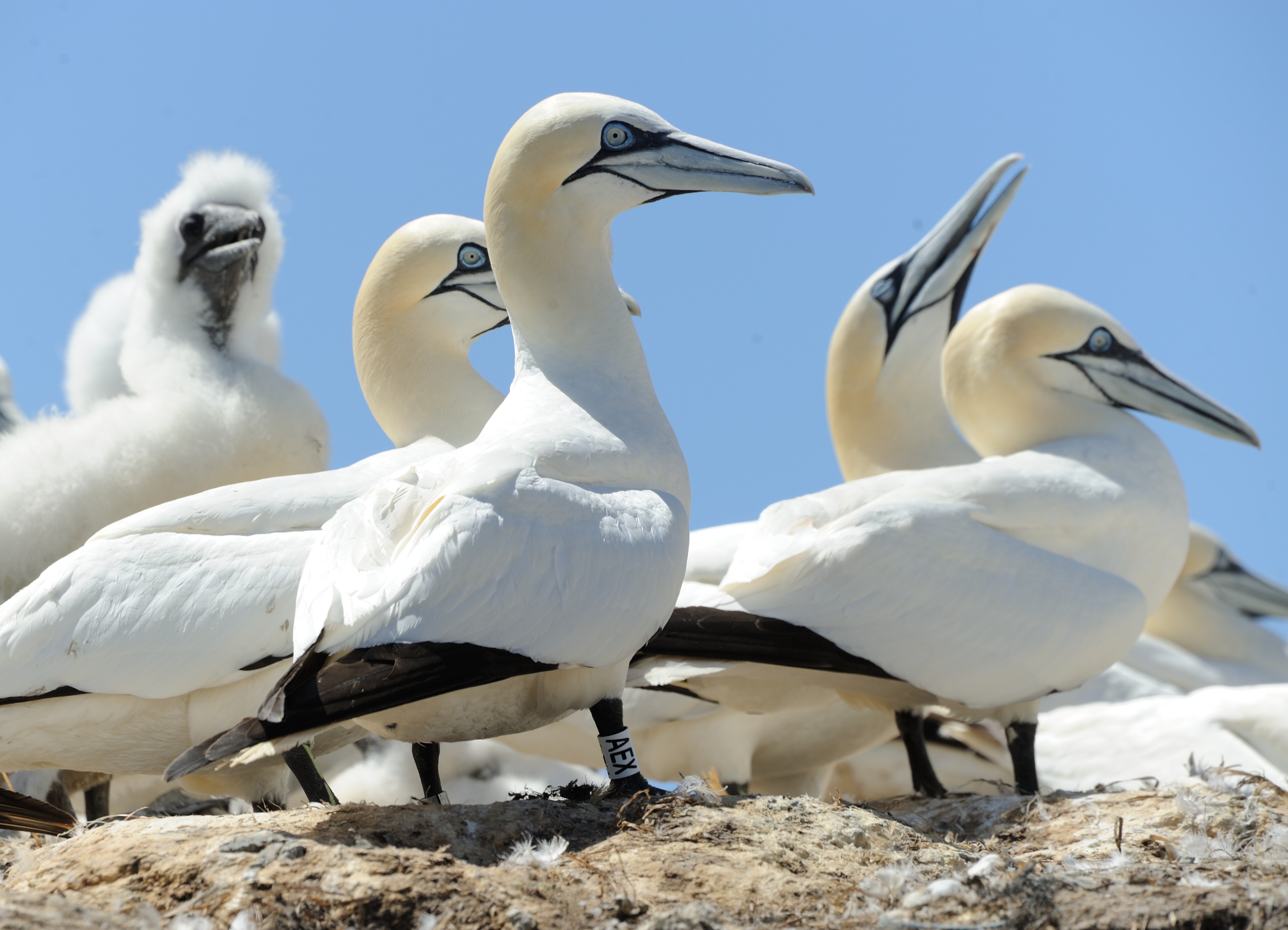 Fou bagué - David Grémillet